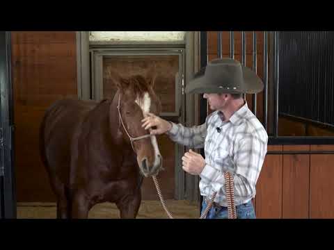 Team LIFELINE Training Tip   Leading Your Horse Into A Stall
