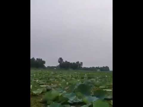 #bd #Bangla#banglasong#lotus