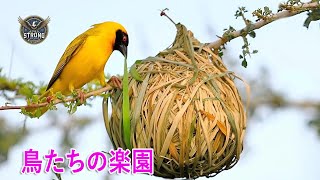 ニュージーランド | 鳥たちの王国での野生動物 - 動物ドキュメンタリー