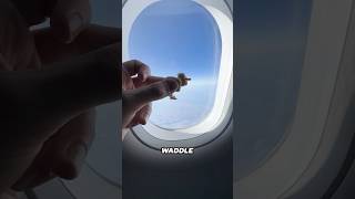 Making a Chicken out of Airplane Snacks