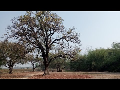 My village, Garden and Field 🥰 #village #vlog