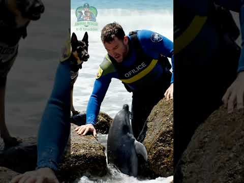 Baby Dolphin Rescue — Emotional Ocean Save | Stranded Dolphin Crying for Help