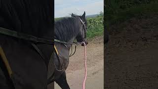 Beautiful scenery on our hack. #horseriding #riding #hackingout