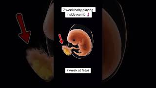 7 weeks baby #babyusg #baby #ultrasound #babyultrasound #pregnancyscan #pregnant #babyscan