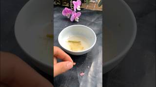 Propagate orchids with Potatoes #orchid #potato