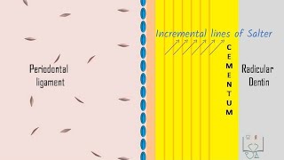 Cementogenesis