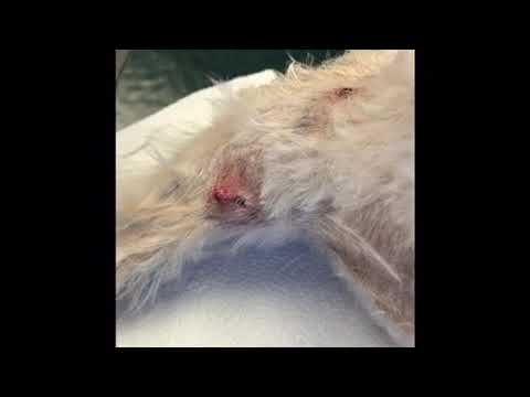 Follicular Cyst removal in a dog using electrocautery