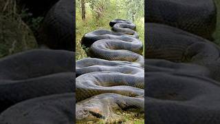 Largest Snake Of All Time 😱