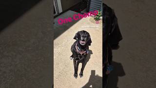 Uno Chomp rating 🍗 new arrival. #dingo #doglife #dogsnacks #onebitechallenge #barstoolsports #dogs