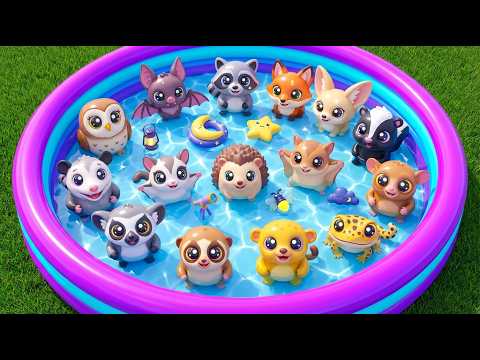 Nocturnal Animals For Kids: Owl, Bat & Raccoon Adventure | Toddlers Educational Video