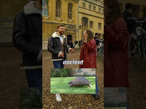 Oxford Uni has Pet Tortoises? 🥺