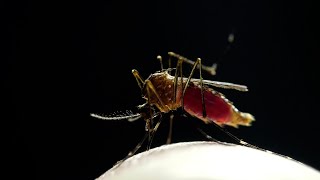 Scientists are genetically modifying mosquitos to eradicate Malaria...