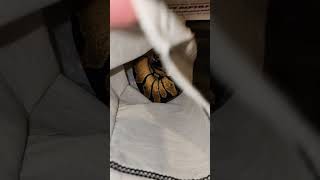 Getting snakes ready to ship to their new homes #ballpython #royalpython #snake #reptiles