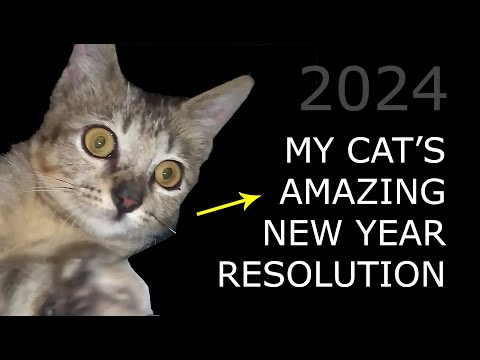 The First Cat To Have New Year Resolution in 2024