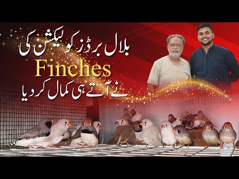 BEST FINCHES BLOODLINE NOW AT MY SETUP | FINCHES BREEDING PROGRESS | JAVA SPARROW AND FINCHES AVAIRY