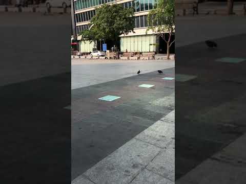 Pigeons