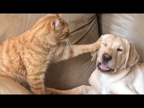 Laughing at Cats and Dogs 😺 Best Funny Animals Videos 2025