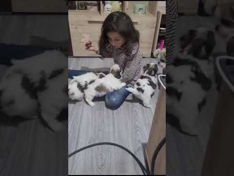 we were playing with the dogs #dogs #dubai #free #reels #love