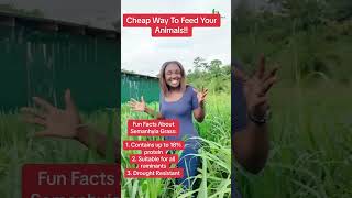 Cheap Way Of Feeding Your Animals #farminginafrica #semanhyiafarms #goatfarm