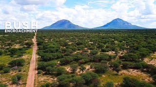 Namibia And The Bush Encroachment Phenomenon