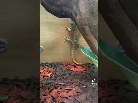 Tokay Geckos are absolute units, but also super pretty lizards #lizard #geckos #animals #lizardlove