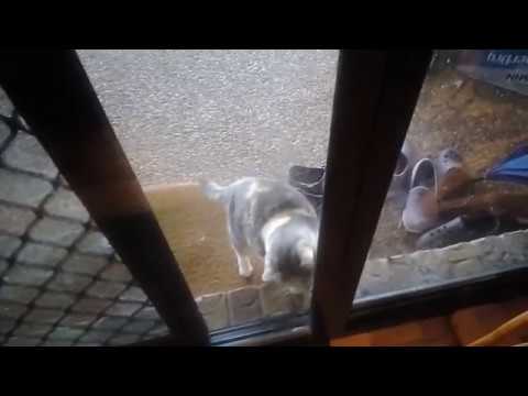 Let me in!