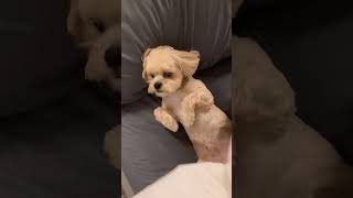 Energetic Puppy Alert #TheSuicideSquadMovie #QuickBooksVictoryPose