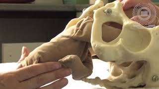 Watch Mechanism of Labour for Breech Presentation - Faculty of Nursing