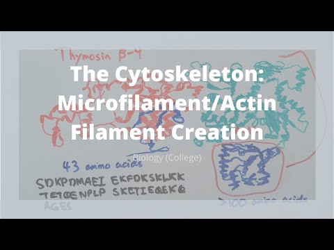 The Cytoskeleton: Microfilament/Actin Filament Creation