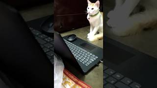 Software Cat hacking pc | software Billa #meow #kittens #cats #catlover #software