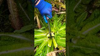 #short #satisfying #agriculture #agritools#farming2024  #youtubeshorts #EliteShortsUnleashed #1540