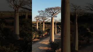 The Majestic Baobab Tree: Ancient Guardians of the African Landscape #nature #plants #botany