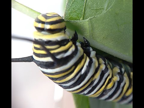 Very Hongry Caterpillar