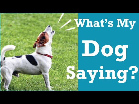 Learn What Your Dog is Really Saying