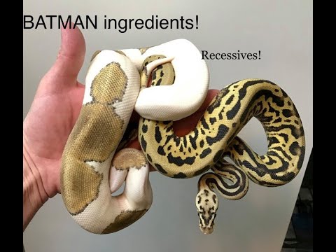 Recessive females and BATMAN ingredients!