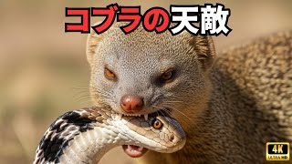 アフリカの野生動物｜見過ごされてきた最強の戦士たち パート1