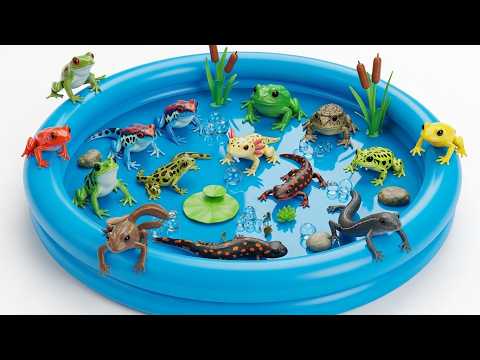Amphibians for Kids: Frogs, Salamanders & Axolotl Adventure | Toddler Learning Video