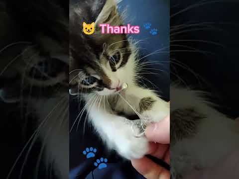 Small Kitten thanked me for helping her out :) #funnykitten #funnycat #funnyanimal