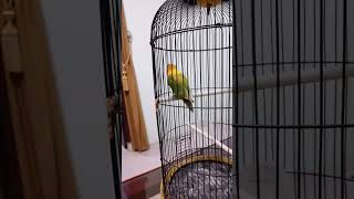 lovebird fighter gacor @JuraganManok #shorts #fyp #lovebirdmania