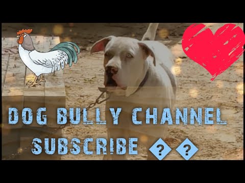 dog barking video to make your dog bark #bullyfighterdog #lovedogs❤ #prilaga #dogs_of_instagram