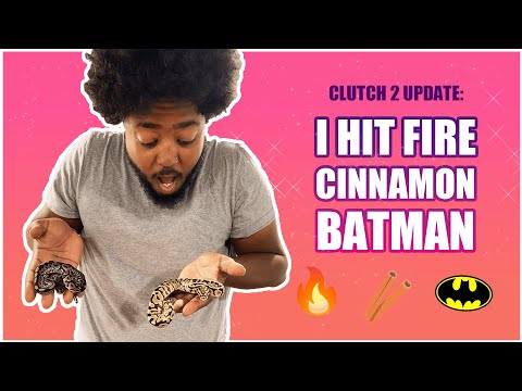 CLUTCH 2 of the 2022 ball python season update *(CRAZY)*