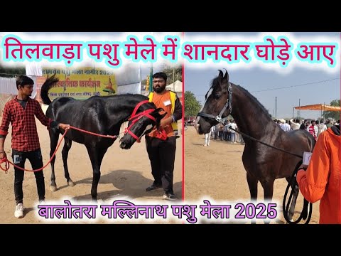 तिलवाड़ा पशु मेले में शानदार घोड़े आए || बालोतरा मल्लीनाथ तिलवाड़ा पशु मेला 2025 | tilwada mela 2025