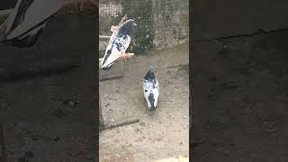 Rampurikabootar #petcare #viral #kabootarcare #rampurikabutarforsale #shortvideo