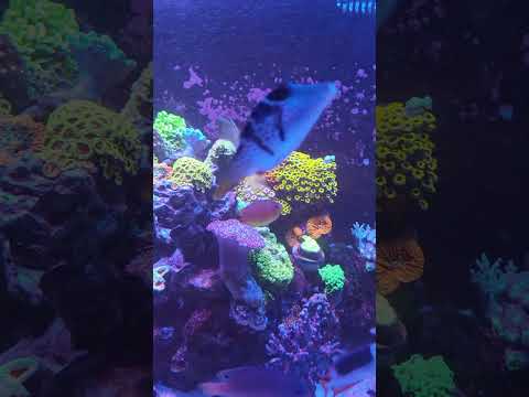 tang feeling itchy