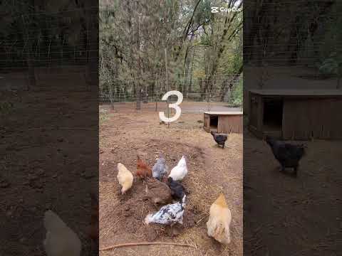 Proof that not everything can be an album cover: Chicken Edition