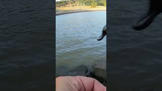 Did NOT Expect a Crappie This Big Below the Dam