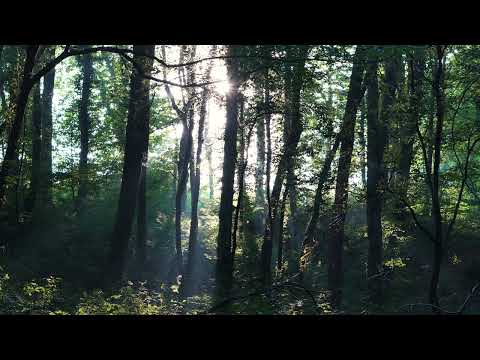 Summer Forest Morning | Sony FX30
