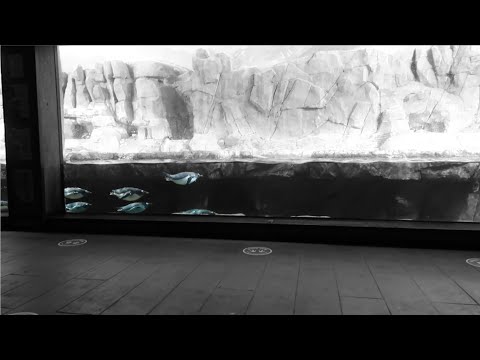 going to the aquarium | vlog 1