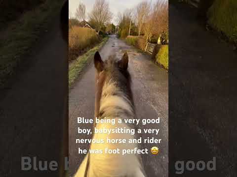 #horse #equestrian #equestrain #confidence #cute #cobscan