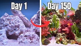 THE ULTIMATE BEGINNER FRIENDLY REEF TANK! FULL AQUARIUM BUILD START TO FINISH (No skimmer)